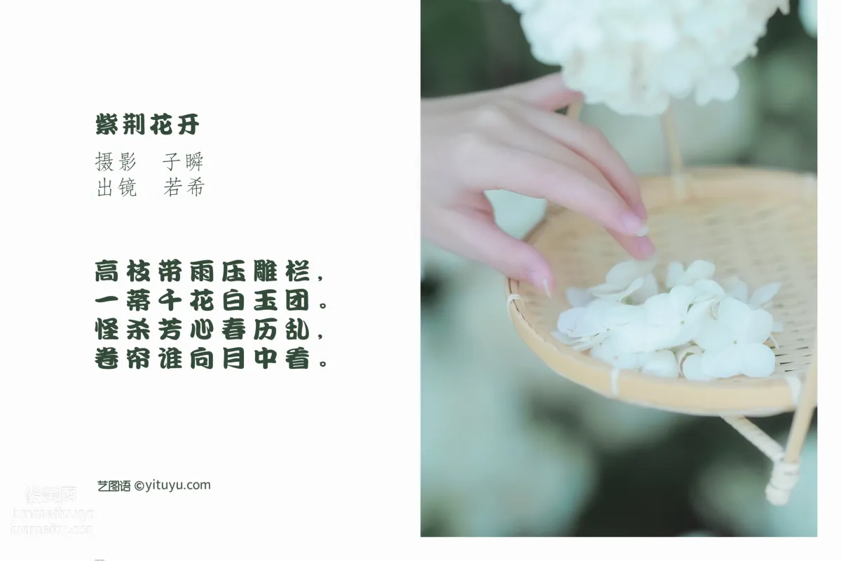 [艺图语] 2022.05.20 紫荆花开 若希icy page 3